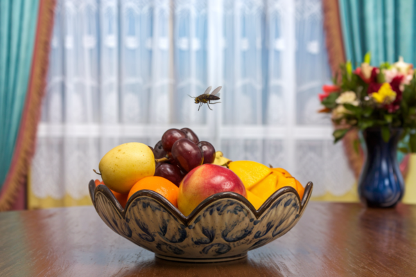 How to Get Rid of Fruit Flies