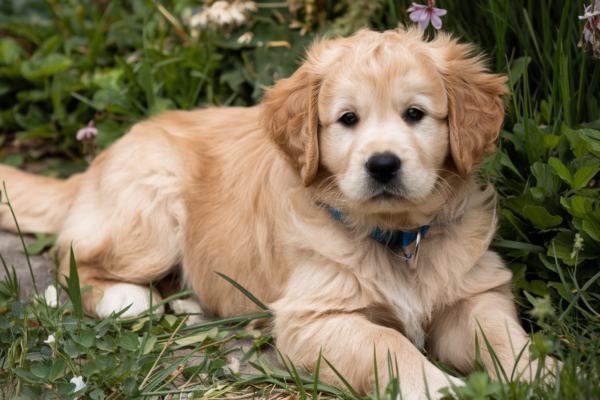 Baby= Golden Retriever